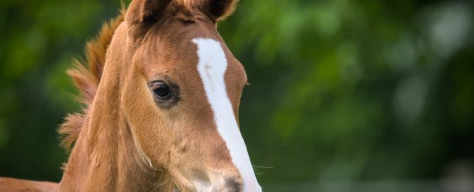 Veulen en scooter voor zus winstuitdeling bij DGA