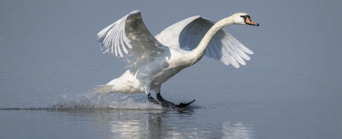Toch zachtere start handhaving op schijnzelfstandigheid
