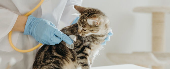 Goodwill dierenartsenpraktijk vier miljoen